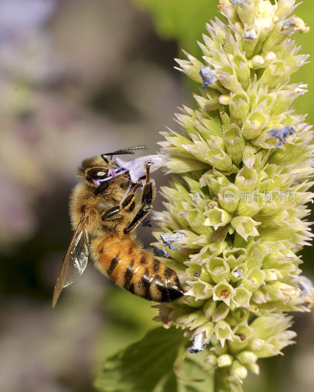 大昆虫蜜蜂(Apis mellifera)为紫色花授粉